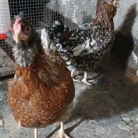 مرغ خروس  گلین اصل
