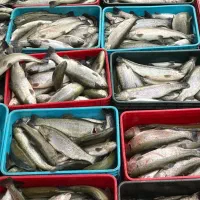 نیازمند ۲ نفر نیروی کار ساده