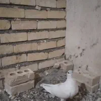 کبوتر خال‌دم سبزنر
