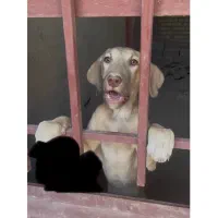 توله سگ ماده سراب ۴ ماهه