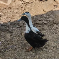 اردک