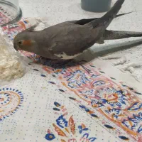 عروس هلندی ماده آماده