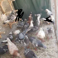 دسته ۳۰ تایی پلاکی