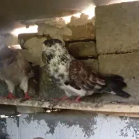 کبوتر حبش