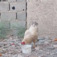 خروس ومرغ لاری