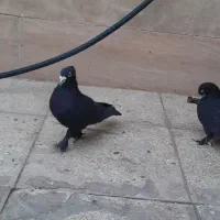 چندتا کبوتر خوب برا فروش