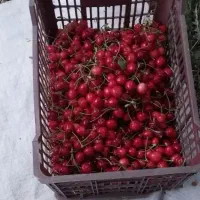 گیلاس