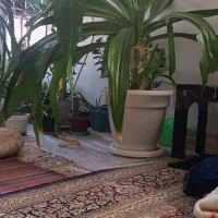 گل موزی ماده باپاجوش زیبا