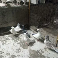 کبوتر