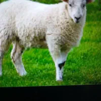 گوسفندزنده به قیمت مناسب برای محرم تحویل درب منزل