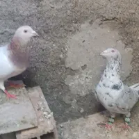 کفتر