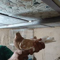 کله احوازچندتادارم معاوضه مرغ محل