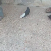 یه جفت اشعل با جوجه هاشون ۱۴پر