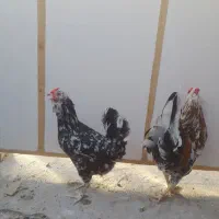مرغ و خروس وجوجه گلین