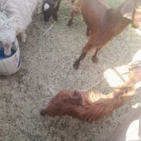 گوسفندنر.قیمت خیلی مناسب