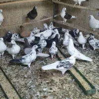کبوترپرشی