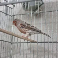 قناری آگات اورجینال