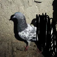 کبوتر گمشده