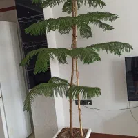 کاج مطبق