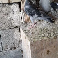 کبوتر|پرنده|گلبهار, شهر جدید گلبهار|دیوار