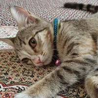 گربه پیدا شده