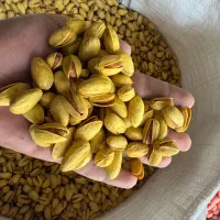 پسته عمده احمدآقایی