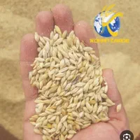 خرید و فروش جو گندم گشنیز