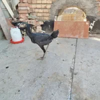 جوجه لاری