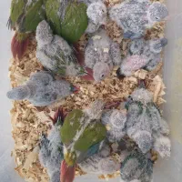 جوجه گرینچیک سرلاکی تادونخور گرین جیک
