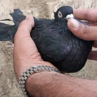 کبوتر ،سبز و زاغ