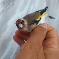 سهره اواز خوان
