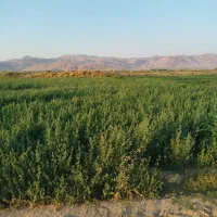 یونجه کوبیده