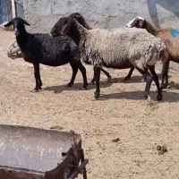 فروش میش
