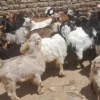 ۳۶ راس بزعاله نر و ماده