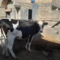 گاو شیری