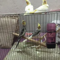 جوجه عروس هلندی