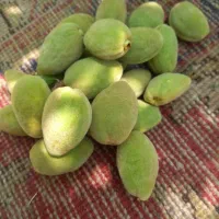 بادام سبز