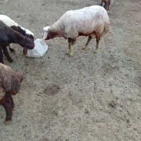 پنج راس بره نر برای قربانی محرم