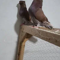 سرخ اخمو پرروک