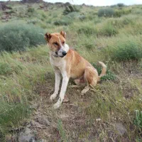 سگ گله ای|سگ|موچش, |دیوار