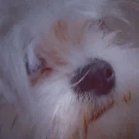 سگ پاکوتاه شیتزو سوپر فلت