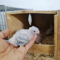 جوجه سرلاکی گرینچیک