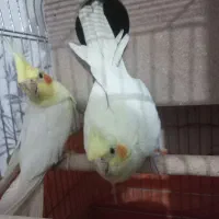 جفت عروس هلندی لوتینومولد