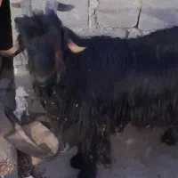 بز ن