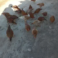 مرغ و جوجه کردی