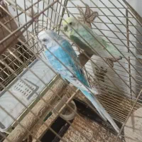 پرنده|پرنده|سردشت, |دیوار