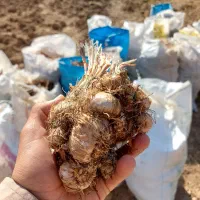کد ۱۲ پیاز اصلاح شده طلای سرخ زعفران کد ۱۲p