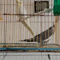 فروش طوطی