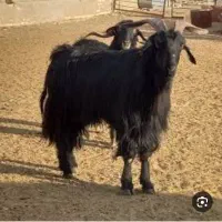 3عدد چبش