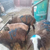 بره نر دورگ افشاری